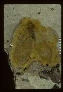 Image of <i>Lithosmylus columbianus</i> (Cockerell 1908)