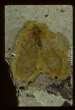 Image of Lithosmylus