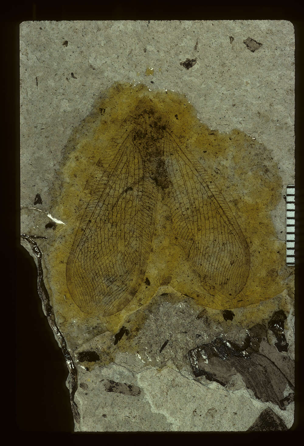 Image of <i>Lithosmylus columbianus</i> (Cockerell 1908)