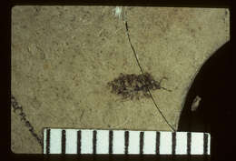 Image of <i>Procrophius communis</i> Scudder & S. H. 1890