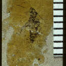 Image of <i>Nysius stratus</i> Scudder & S. H. 1890