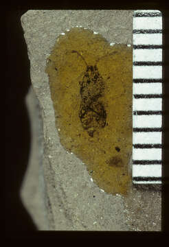 Image of <i>Nysius stratus</i> Scudder & S. H. 1890