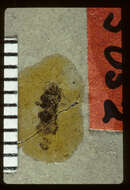 Image of <i>Nysius stratus</i> Scudder & S. H. 1890