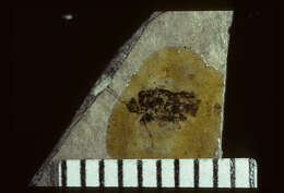 Image of <i>Nysius stratus</i> Scudder & S. H. 1890