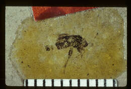 Image of <i>Nysius stratus</i> Scudder & S. H. 1890