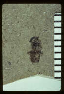 Image of <i>Nysius stratus</i> Scudder & S. H. 1890