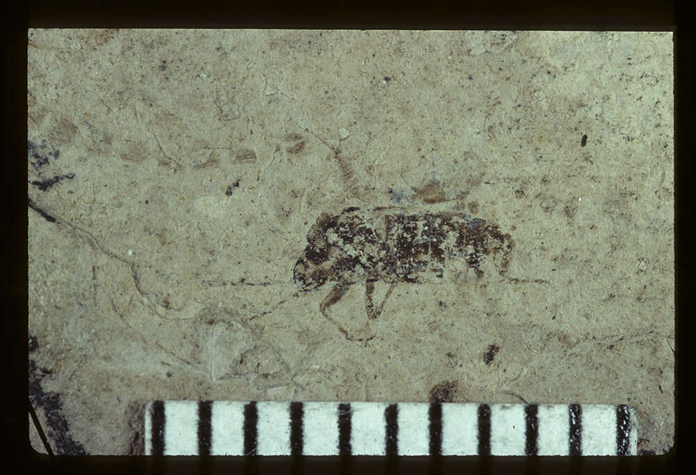 Image of <i>Nysius stratus</i> Scudder & S. H. 1890