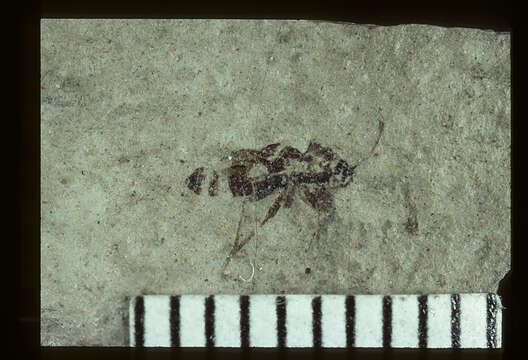 Image of <i>Nysius stratus</i> Scudder & S. H. 1890