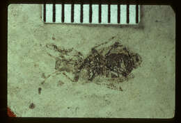 Image of <i>Heeria lapidosa</i> Scudder 1890