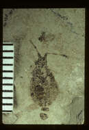 Image of <i>Heeria lapidosa</i> Scudder 1890