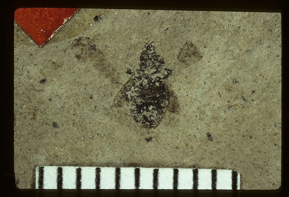 Image of <i>Coptochromus manium</i> Scudder & S. H. 1890