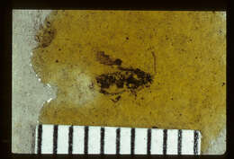 Image of <i>Nysius tritus</i> Scudder & S. H. 1890