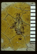 Image of Nysius veculus Scudder & S. H. 1890