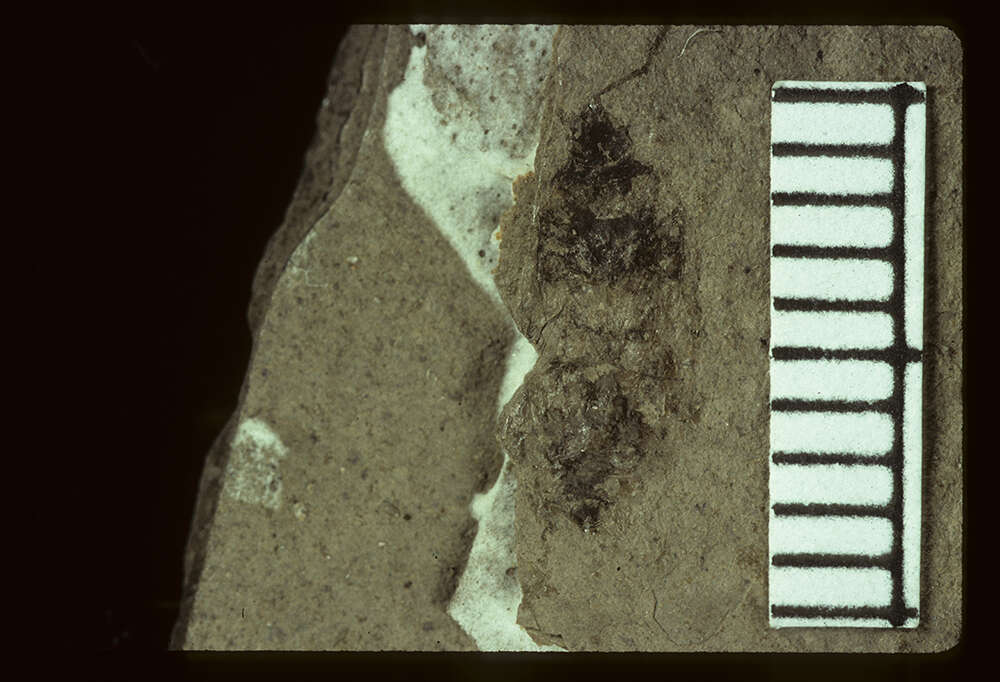 Image of <i>Lygaeus stabilitus</i> Scudder & S. H. 1890