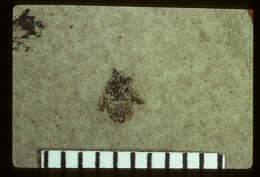 Image of <i>Geocoris infernorum</i> Scudder 1890