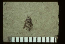 Image of <i>Geocoris infernorum</i> Scudder 1890