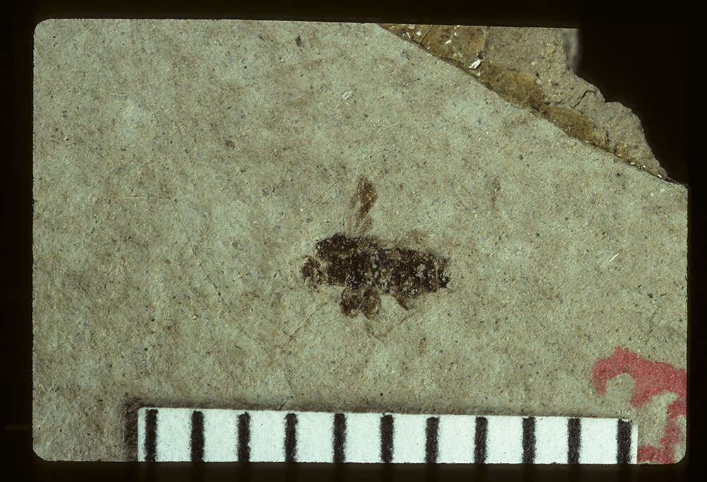 Image of <i>Geocoris infernorum</i> Scudder 1890