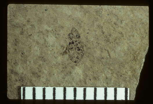 Image of <i>Stenopamera tenebrosa</i> Scudder & S. H. 1890