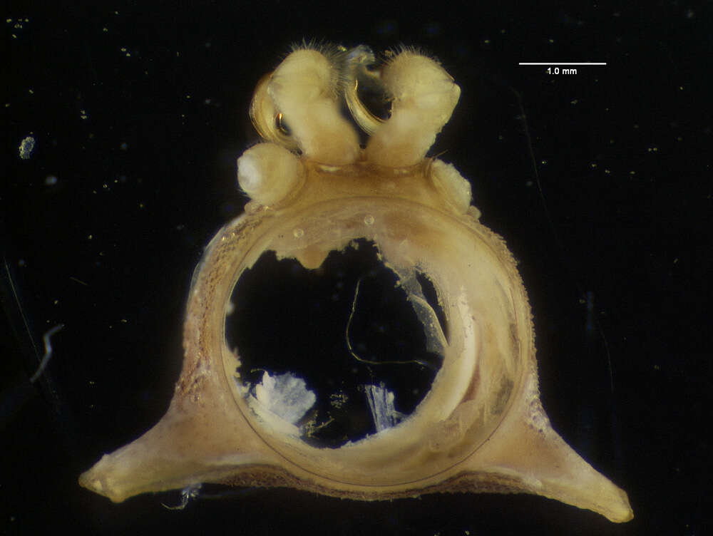 Image of Chondromorpha atopus (Chamberlin 1920)