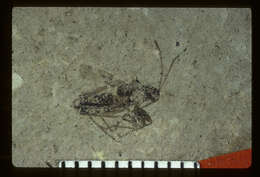 Image of <i>Rhepocoris propinquans</i> Scudder 1890