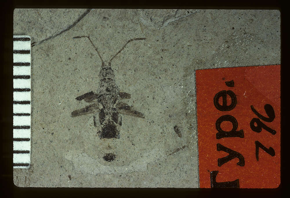 Image of <i>Rhepocoris propinquans</i> Scudder 1890