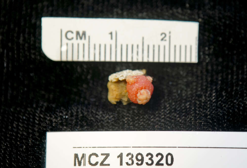 Image of White spoke corallimorph