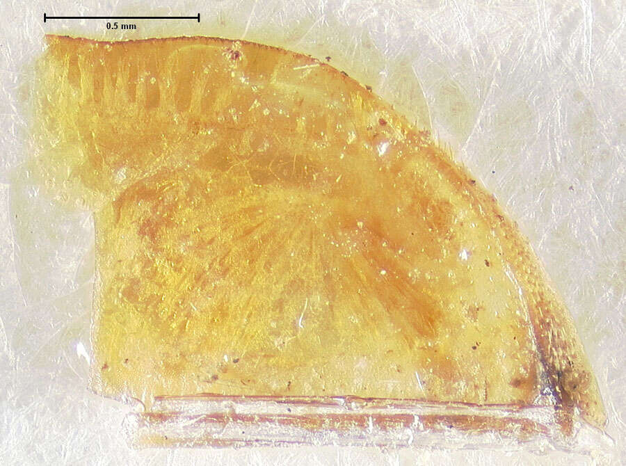 Image de Callistola (Callistola) papuensis Gressitt 1957