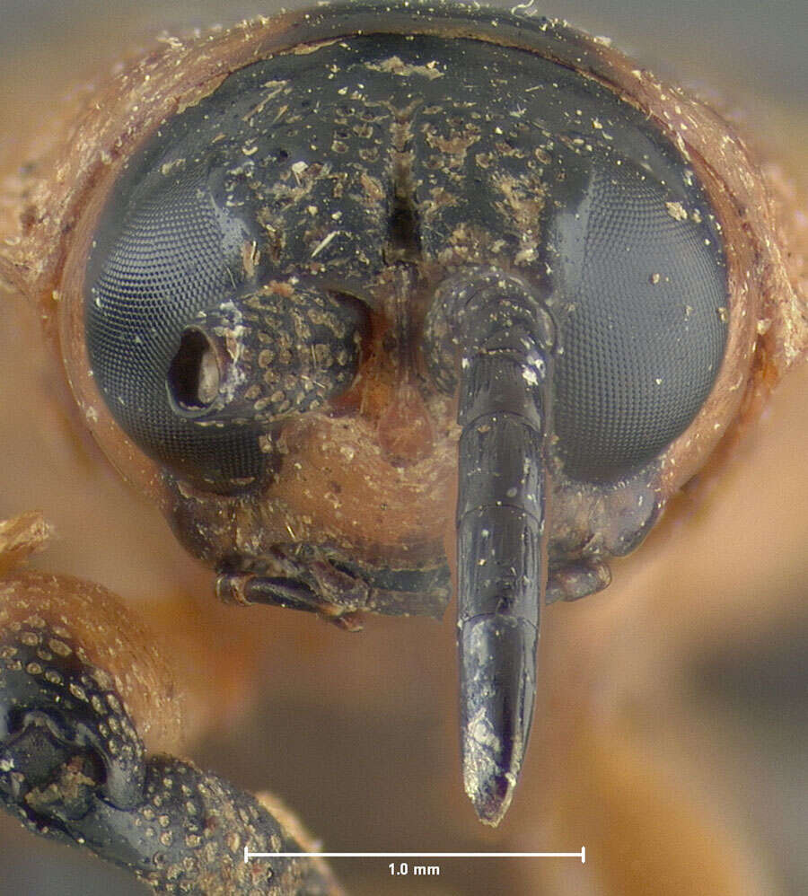 Image de Callistola (Callistola) papuensis Gressitt 1957