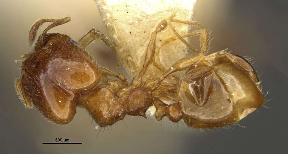 Pheidole bicarinata Mayr 1870 resmi