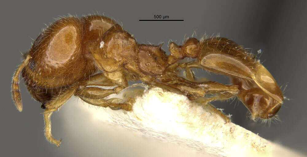 Pheidole bicarinata Mayr 1870 resmi