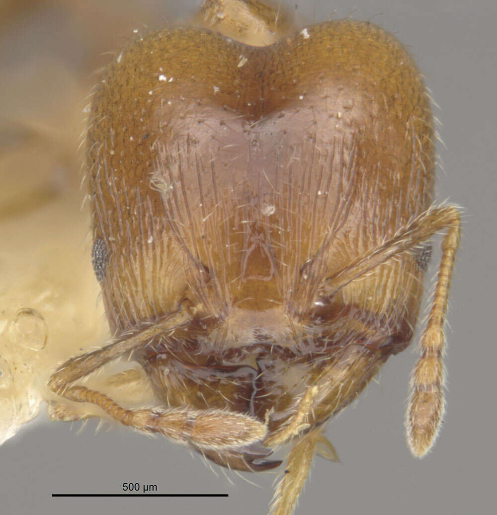 Pheidole bicarinata Mayr 1870 resmi