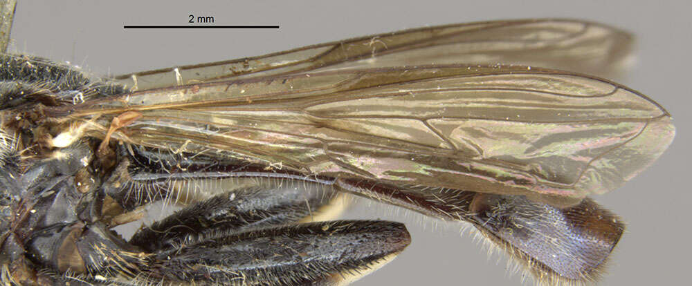 Image of Xylota angustiventris Loew 1866