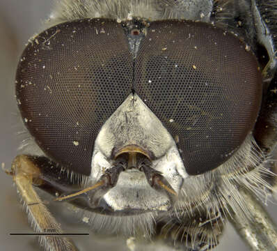 Image of Xylota bicolor Loew 1864