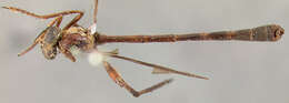 Image of Leptogaster obscuripennis Johnson 1895