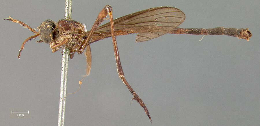 Image of Leptogaster obscuripennis Johnson 1895