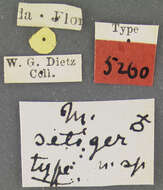 Image of Macrops setiger Dietz 1889