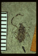 Fuscus faecatus S. Scudder 1890的圖片