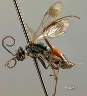 صورة Calicurgus hyalinatus borealis (Banks 1933)