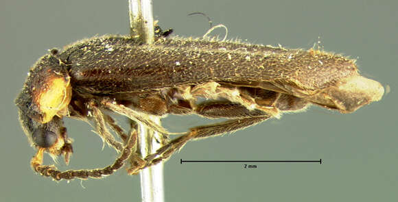 Image of <i>Cantharis brevicollis</i> (Le Conte 1851)