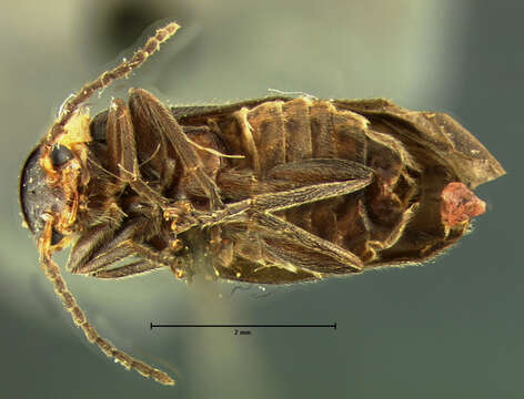 Image of <i>Cantharis brevicollis</i> (Le Conte 1851)