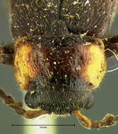 Imagem de <i>Cantharis brevicollis</i> (Le Conte 1851)