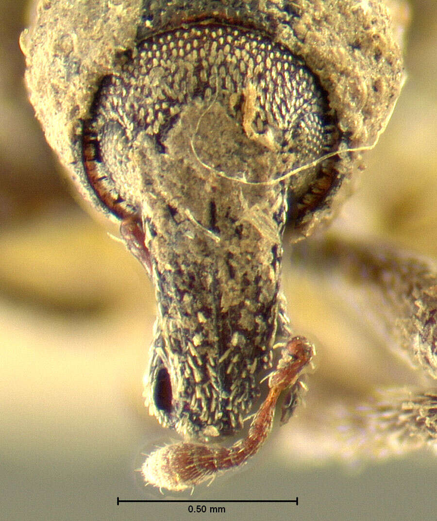 Image of Macrops obtectus Dietz 1889