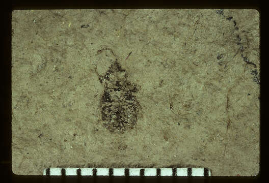 Image of Lithochromus