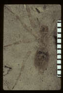 Image of Evopes veneratus Scudder 1893