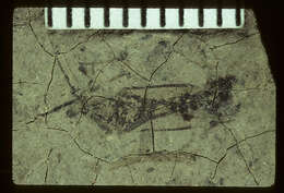 Image of Closterocoris elegans S. Scudder 1890