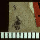 Image de <i>Linnaea carcerata</i> Scudder & S. H. 1890
