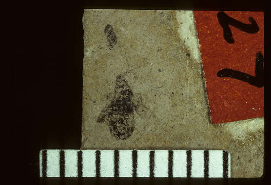 Image of Linnaea