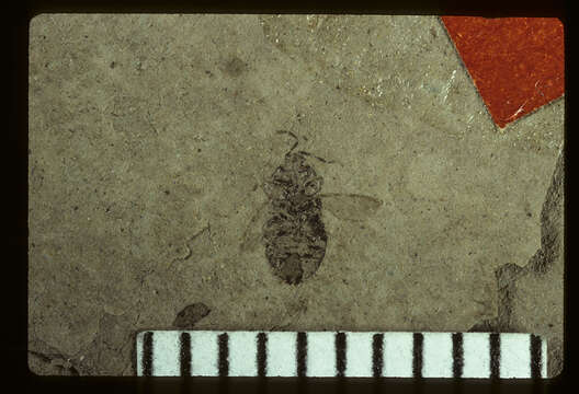 Image of <i>Linnaea evoluta</i> Scudder & S. H. 1890