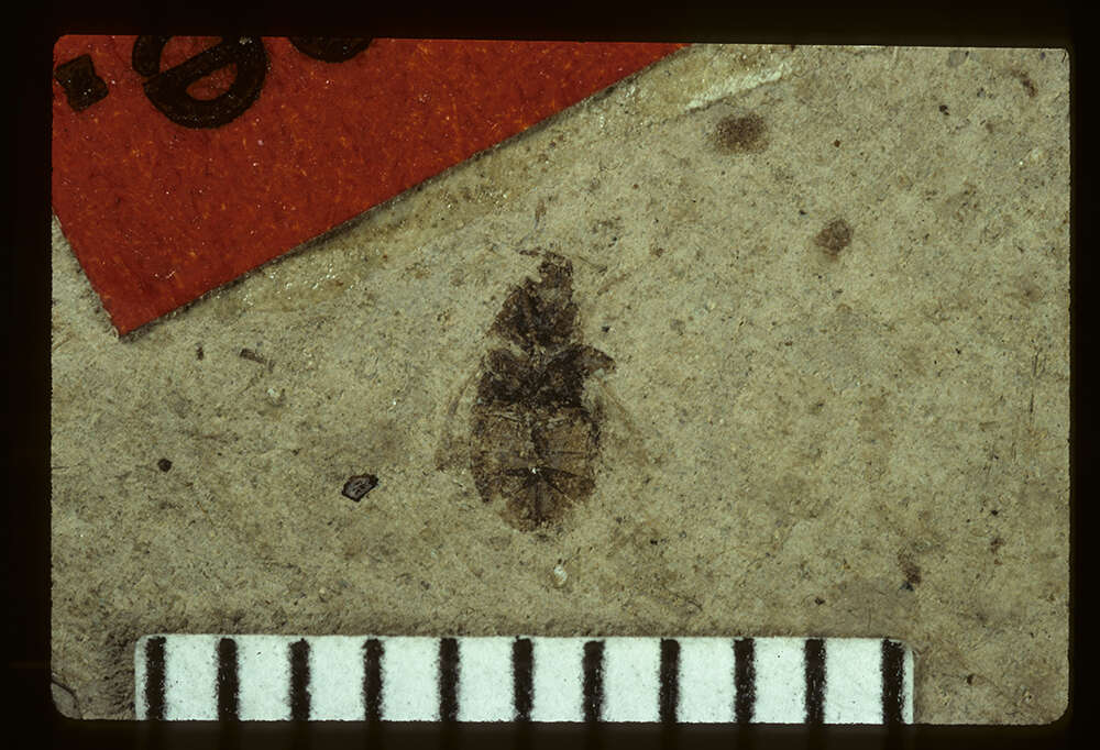 Image of <i>Linnaea gravida</i> Scudder & S. H. 1890
