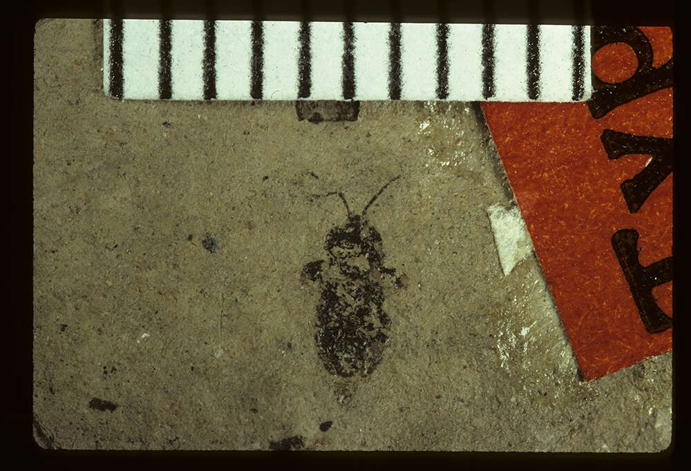 Image of <i>Linnaea gravida</i> Scudder & S. H. 1890